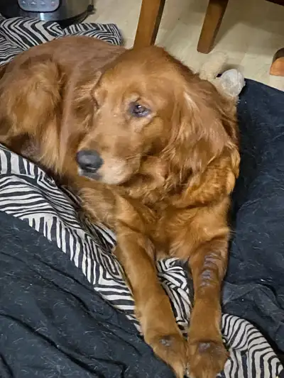 Golden Retriever, View more