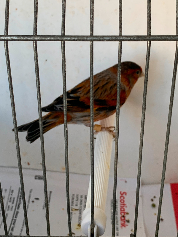Canary Red Siskin in Birds for Rehoming in City of Toronto - Image 2