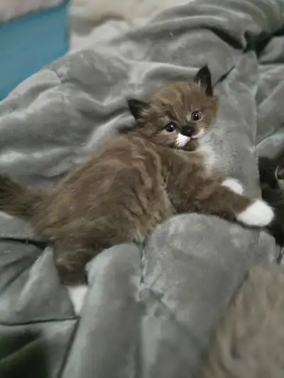 ragdoll kittens, View more