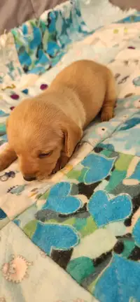 Mini dachshund puppies