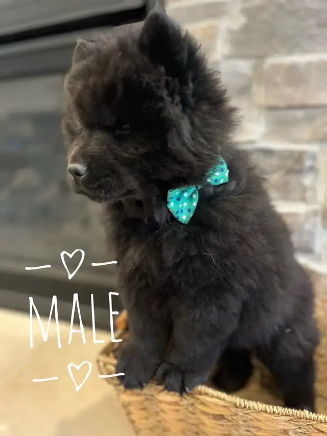 all sold -Adorable Chow Chow puppies ready to go! in Dogs & Puppies for Rehoming in City of Toronto - Image 4