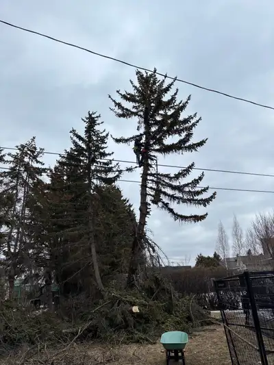 Complete tree removal Site clearing reasonable rates senior discount. 780 264 0578