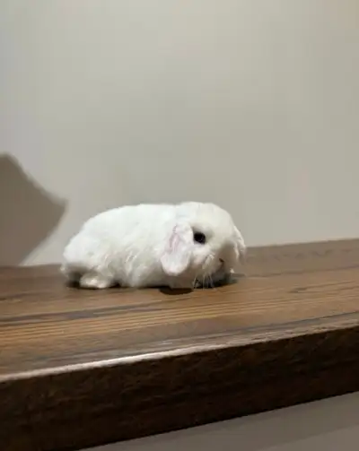 Purebred Holland Lop, View more