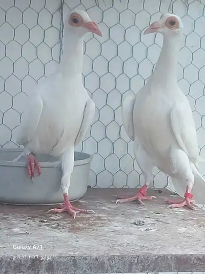 pigeon foe sale, View more