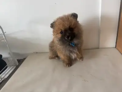 Gorgeous Pomeranian puppies are ready for a new family, View more