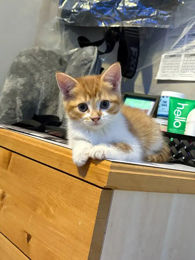2 Chatons in Cats & Kittens for Rehoming in Drummondville - Image 6