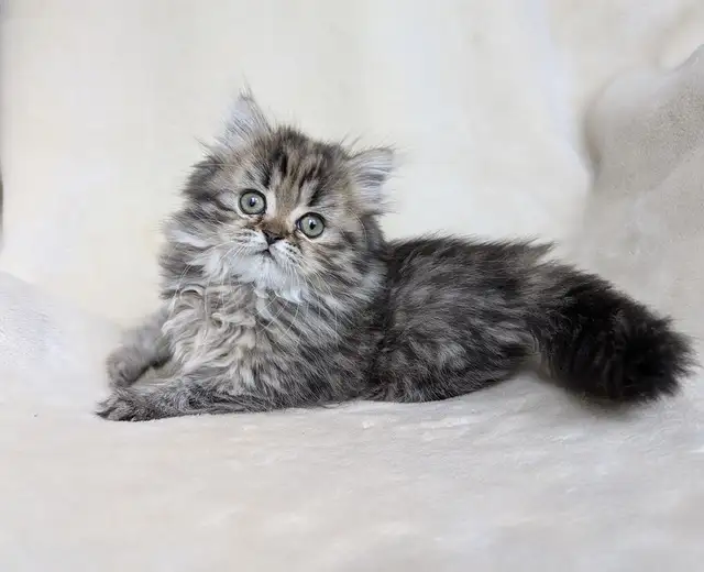 Chaton persan Adorable et Très affectueux in Cats & Kittens for Rehoming in Victoriaville - Image 3