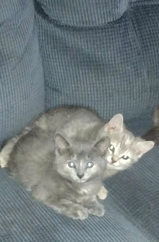 Three kittens for rehoming in Cats & Kittens for Rehoming in Saint-Hyacinthe - Image 2