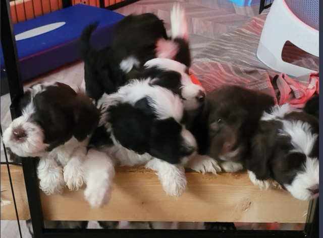 Portuguese Water Lab Puppies Ready Mid-July_Reserve Now in Dogs & Puppies for Rehoming in St. Albert - Image 4