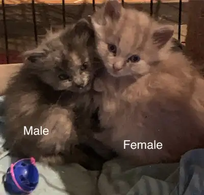 Kitten for sale 1 fluffy orange kitten, View more