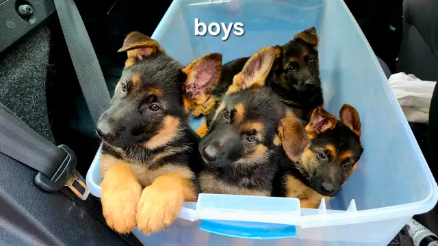Purebred Working Line German sheperd puppies in Dogs & Puppies for Rehoming in City of Toronto - Image 2