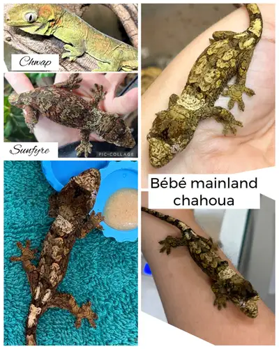 gecko chahoua mainland Bébé, View more