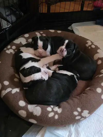 English Bulldog Puppies, View more