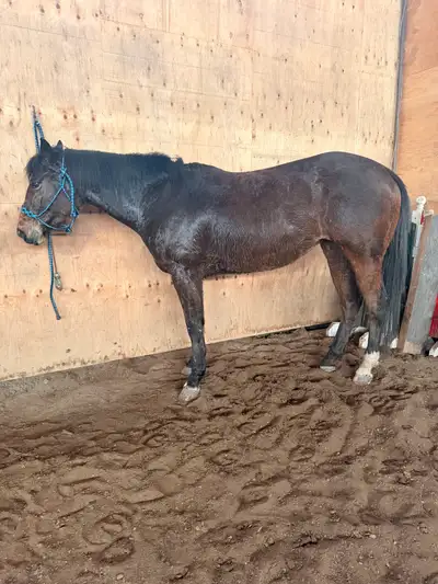 AQHA Registered Mare for sale , View more