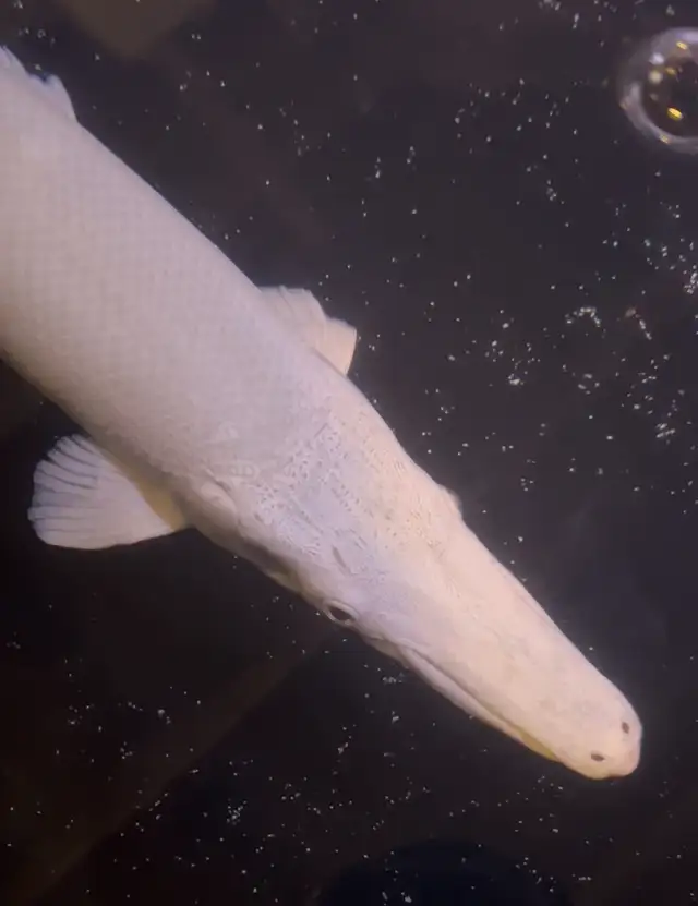 3FT alligator gar XXL in Fish for Rehoming in Oakville / Halton Region - Image 3