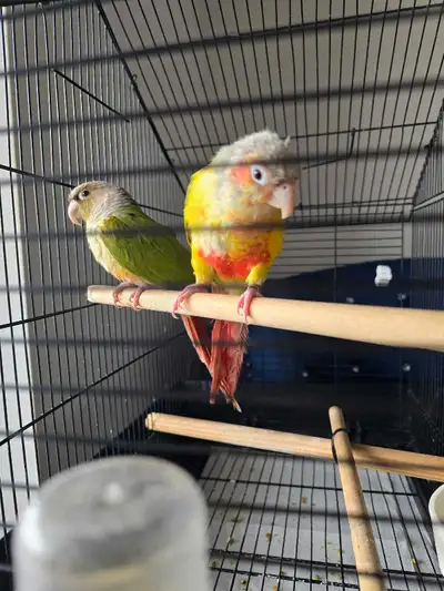 Pineapple Green Cheek Conure, View more