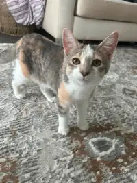 Domestic 5 month old kitten ready to meet her forever home.