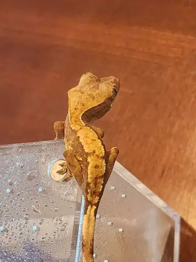 Juvenile Crested Gecko, View more