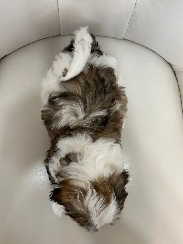 Malshi Puppies (Shih Tzu/Maltese) in Dogs & Puppies for Rehoming in City of Toronto - Image 11