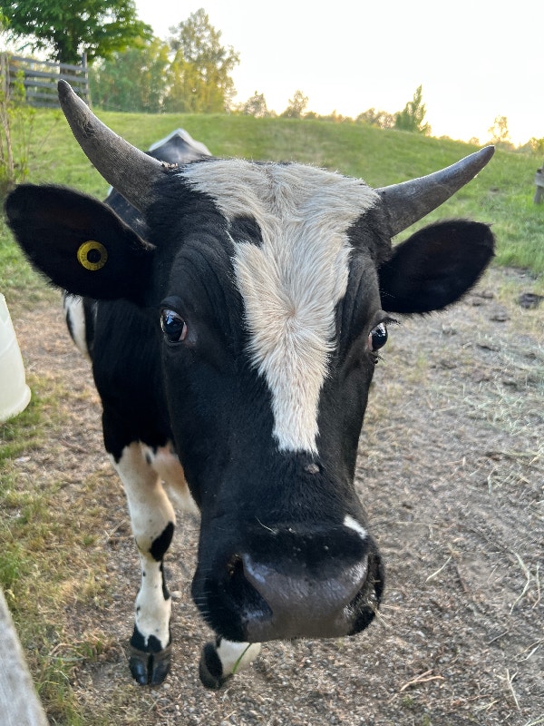 Holstein Bull Yearling For Sale Livestock Delta/Surrey/Langley Kijiji