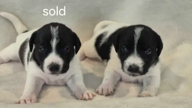Purebred Jack Russell Terrier Puppies. in Dogs & Puppies for Rehoming in Oakville / Halton Region - Image 4