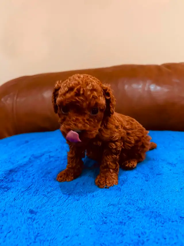 DARK RED toy poodle puppy / caniche toy rouge foncé chiot in Dogs & Puppies for Rehoming in Laval / North Shore - Image 5