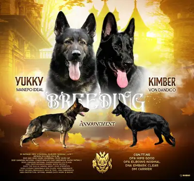 CKC German Shepherd Puppies, View more