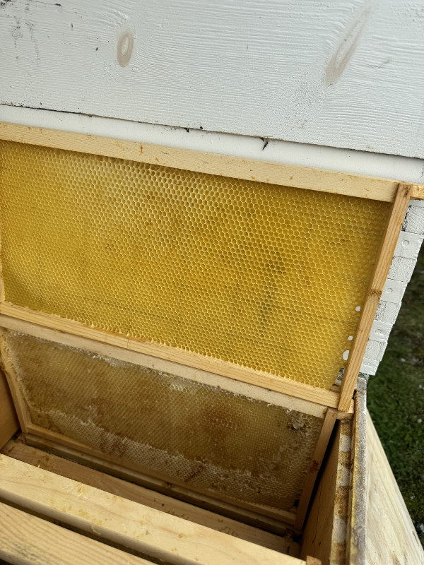 Bees wax frames and Bees nucs dans Animaux de ferme  à Ottawa - Image 2