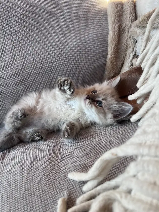 Chatons Sibériens enr Tica et Maine coon Enr Tica pures races