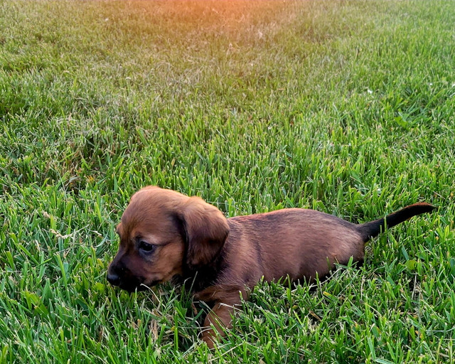 Miniature Dachshund Puppies Looking for Forever Homes! in Dogs & Puppies for Rehoming in Winnipeg - Image 3