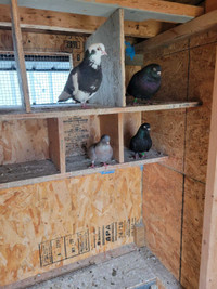 Rollers pigeon for sale 