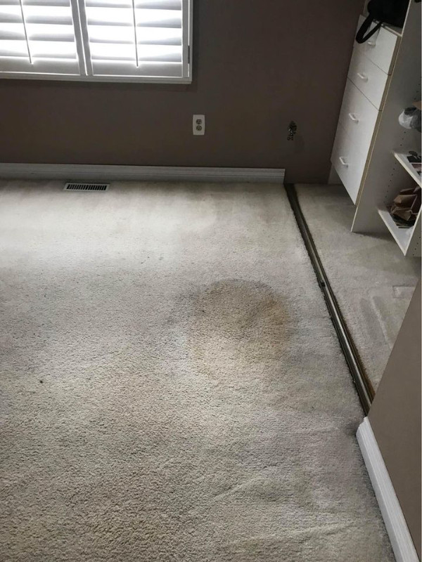 Expert Carpet, Sofa & Rug Cleaner dans Tapis et moquettes  à Région de Mississauga/Peel - Image 3