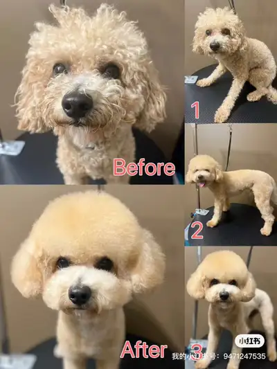 Pet Grooming, View more