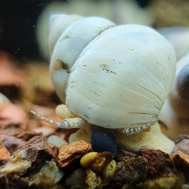 AMAZING BEAUTIFUL FRESHWATER SNAILS in Fish for Rehoming in North Bay - Image 2