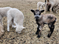 Wensleydale x Icelandic ram lambs