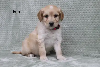 Sophie & Koa had a litter of 8 F1 goldendoodle puppies on February 19, 2026 Wavy Cream or tan colour...