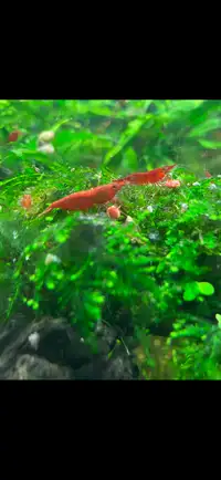 Red Cherry Shrimp!!