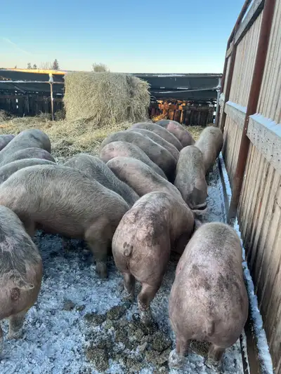 Butcher pigs, View more