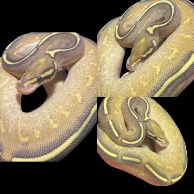 All snakes available from Michael_m_reptiles are thriving eating weekly and ready for their new home...