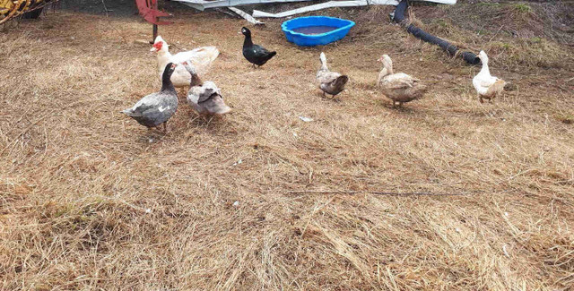Canard de Barbarie dans Animaux de ferme  à Ville de Québec