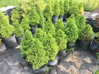 Dwarf Alberta Spruce Trees 20$ (Creston)