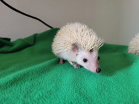 2 male babies hedgehogs looking for forever homes born January13