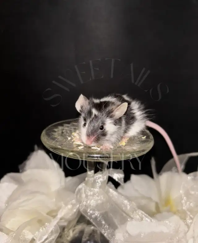 fancy mice in Small Animals for Rehoming in Ottawa - Image 9
