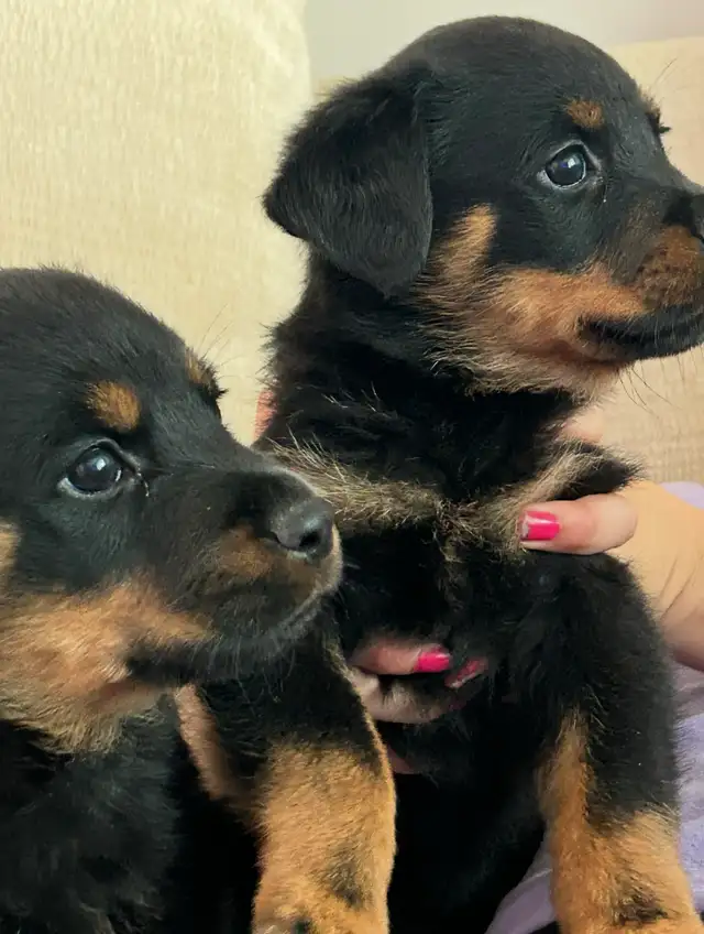 Rottweiler Puppies 2F 2M in Dogs & Puppies for Rehoming in Oakville / Halton Region - Image 5