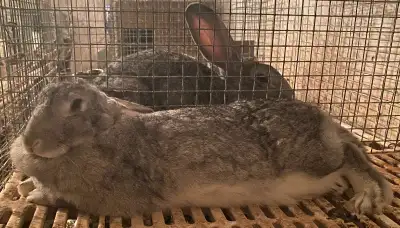 Lapins (en très bonne santé) et vigoureux à vendre. Qualité exceptionnelle. Géant des Flandres. J'ai...