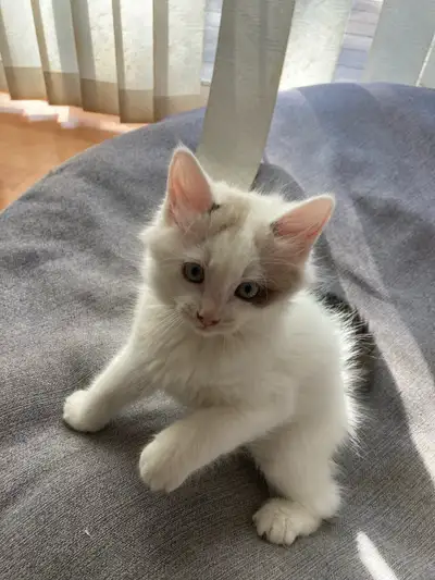 Ready for new home. One 9 week old male kitten left from litter. Has a sweet temperament, loves to s...