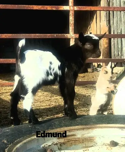 Nigerian dwarf bucklings, View more