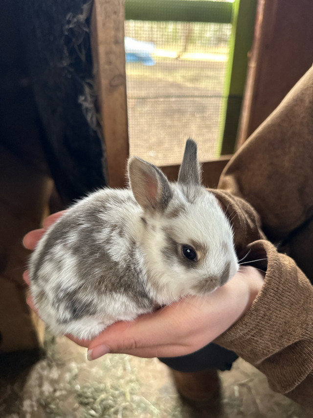 Bunnies for sale  in Livestock in Vanderhoof