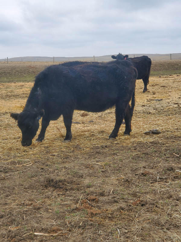 Black angus pairs in Livestock in Moose Jaw - Image 3