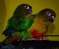 Young Yellow Sided Conure Pair FRIENDLY